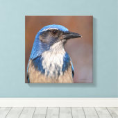 Westerne Scrub Jay Canvas Afdruk (Insitu (Houten vloer))