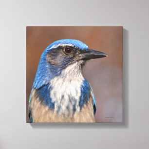 Westerne Scrub Jay Canvas Afdruk