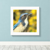 Westerne Scrub Jay Canvas Afdruk (Insitu (Houten vloer))