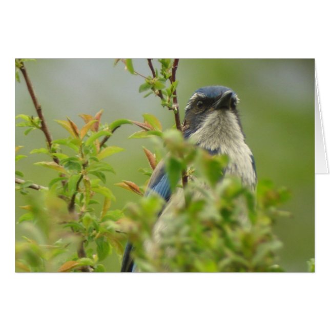 Westerne Scrub-Jay-kaart (Voorkant Horizontaal)