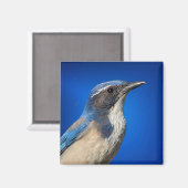 Westerne Scrub Jay Magnet Magneet (Voorkant / Achterkant)