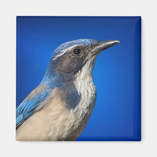 Westerne Scrub Jay Magnet Magneet (Voorkant)