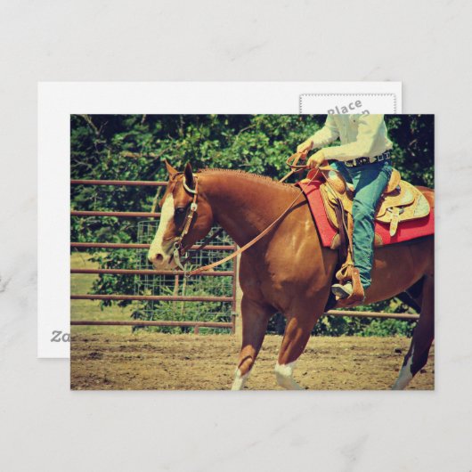 Westerne sorrel briefkaart (Voorkant / Achterkant)