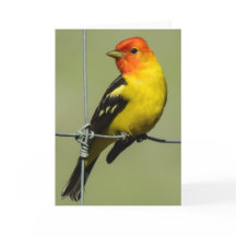Westerne Tanager Notecard