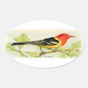 Westerne Tanager Ovale Sticker