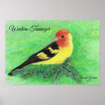 Westerne Tananger Bird Colour Pencil Art