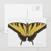 Westerne Tiger Swallowtail Butterfly Briefkaart (Voorkant / Achterkant)