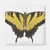 Westerne Tiger Swallowtail Butterfly Magneet (Voorkant)