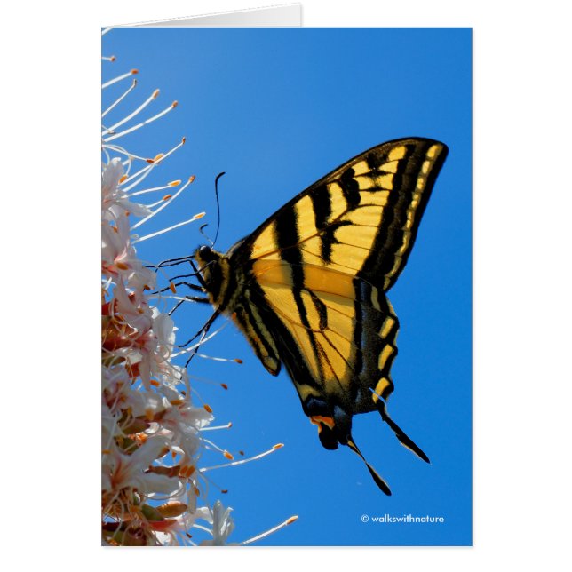 Westerne Tiger Swallowtail Butterfly op Buckeye (Voorkant)