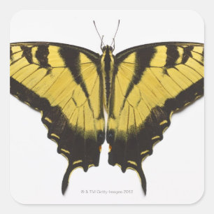 Westerne Tiger Swallowtail Butterfly Vierkante Sticker