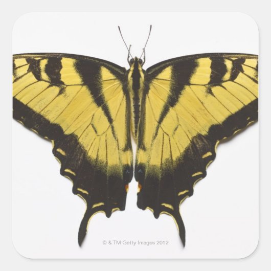 Westerne Tiger Swallowtail Butterfly Vierkante Sticker (Voorkant)