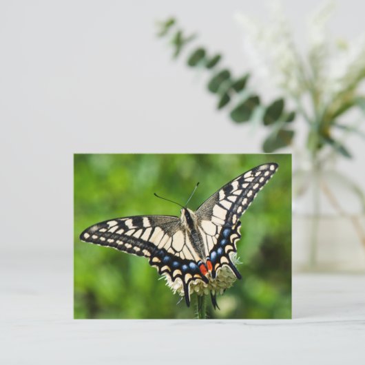 Westerne tijgermoerstaart (Papilio rutulus) Briefkaart (Staand voorkant)