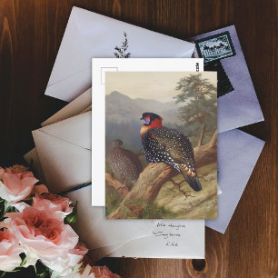 Westerne tragopan, vogelillustraties briefkaart