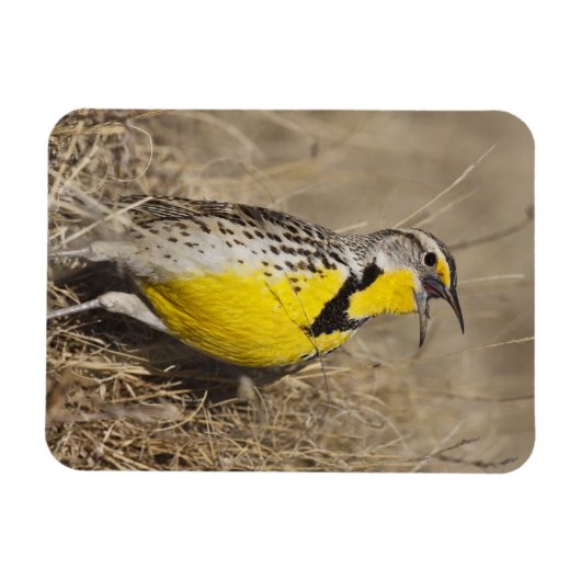 Westerne weide (Strunella neglecta) Magneet (Horizontaal)