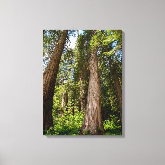 Westerse Rode Cederbomen Canvas Afdruk (Voorkant)