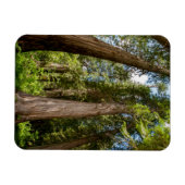 Westerse Rode Cederbomen Magneet (Horizontaal)