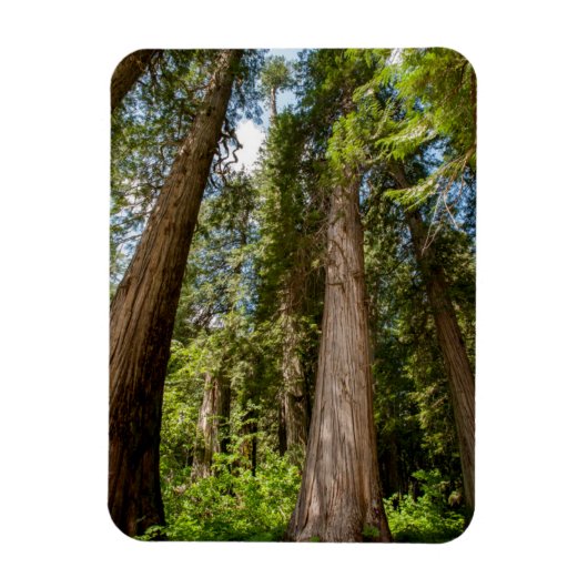 Westerse Rode Cederbomen Magneet (Verticaal)