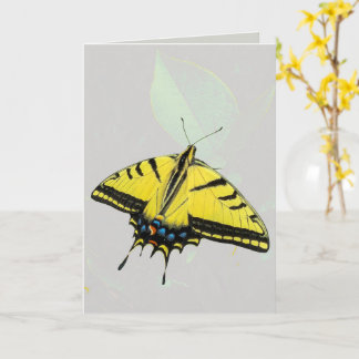 Westerse Tijgerzwaluwstaartvlinder & blad Kaart