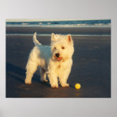 Westie avec une affiche de balle jaune (Devant)