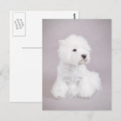 Westie Briefkaart (Voorkant / Achterkant)