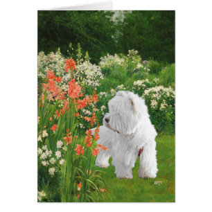 Westie dans le jardin