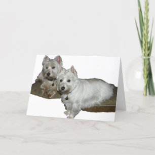 Westie Desi and Lucy Kaart