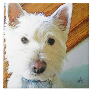 Westie Dog Face, naar jou kijken Tegeltje