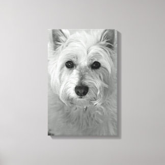Westie Dog (West Highland White Terrier) Canvas Afdruk