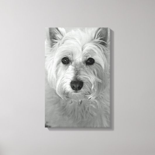 Westie Dog (West Highland White Terrier) Canvas Afdruk (Voorkant)