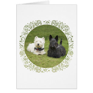 Westie en Scottie Green Grass