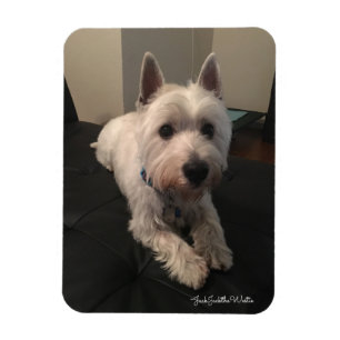 Westie Foto Magnet 3"x4" Magneet