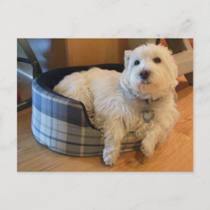 Westie in Doggie Bed Photo Briefkaart
