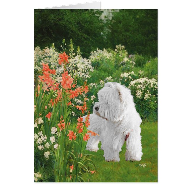 Westie in the Garden (Devant)