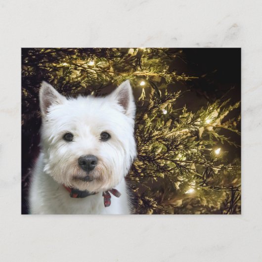 Westie Kerstmis Feestdagenkaart (Voorkant)