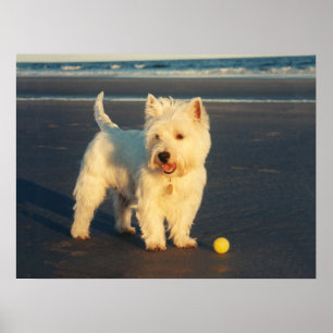 Westie met een Gele Bal Poster