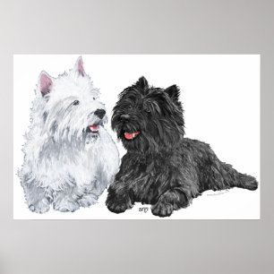 Westie met een zwarte Cairn Terrier Poster