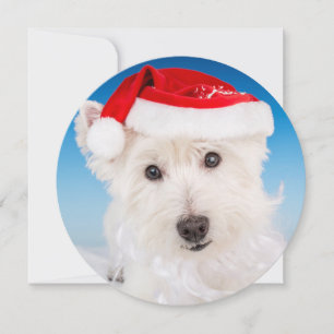 Westie met kerstmuts en baard feestdagenkaart
