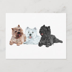 Westie met twee Cairn Terriers Briefkaart