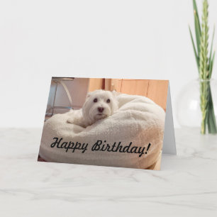 Westie mignon dans la carte de joyeux anniversaire