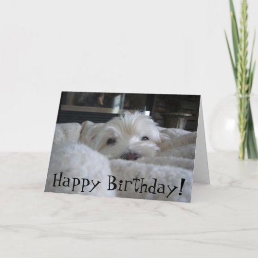 Westie mignon font face à la carte de voeux de (Devant)