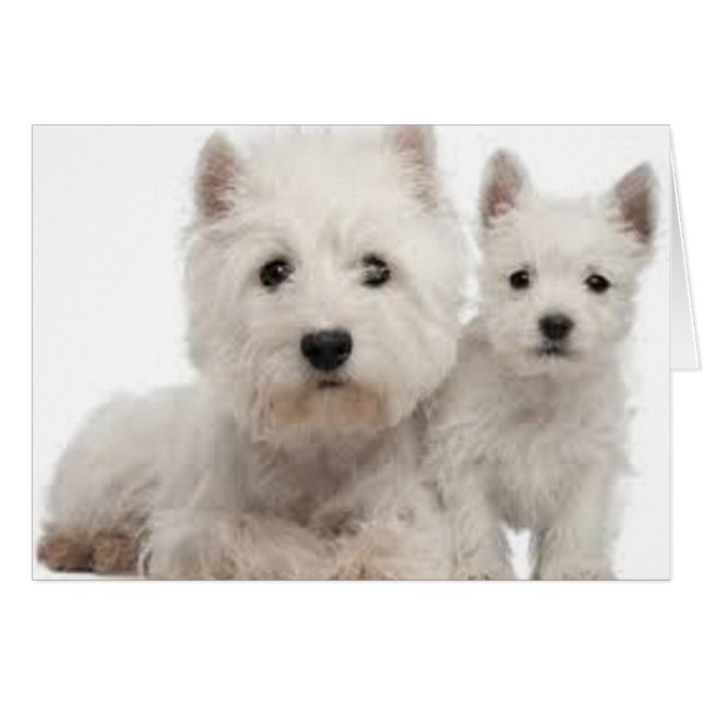 Westie Moeder en Puppy (Voorkant Horizontaal)