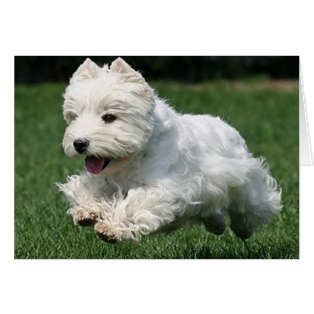 Westie onderweg (Voorkant Horizontaal)
