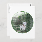 Westie op de Ivy Steps Briefkaart (Voorkant / Achterkant)