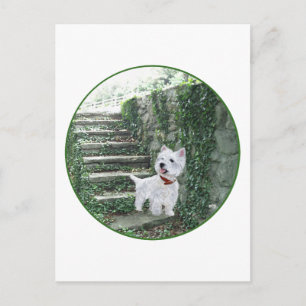 Westie op de klimop treden briefkaart