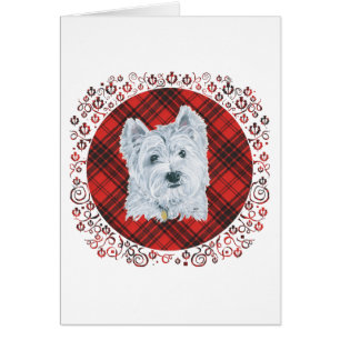 Westie over Tartan