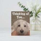 Westie Penser à vous Carte postale photo (Debout devant)