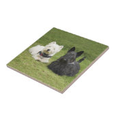 Westie & Scottie Groen Gras Tegeltje (Zijkant)