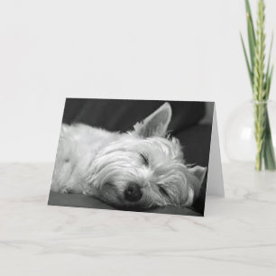 Westie slaapt kaart