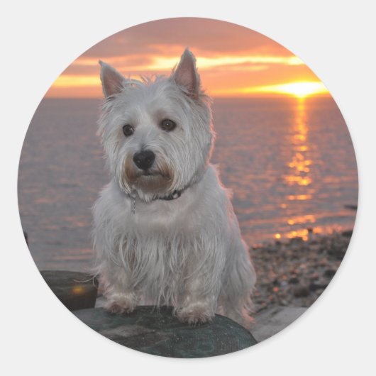 Westie Sunset Ronde Sticker (Voorkant)