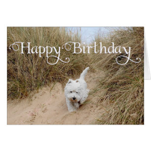 Westie sur les dunes de sable